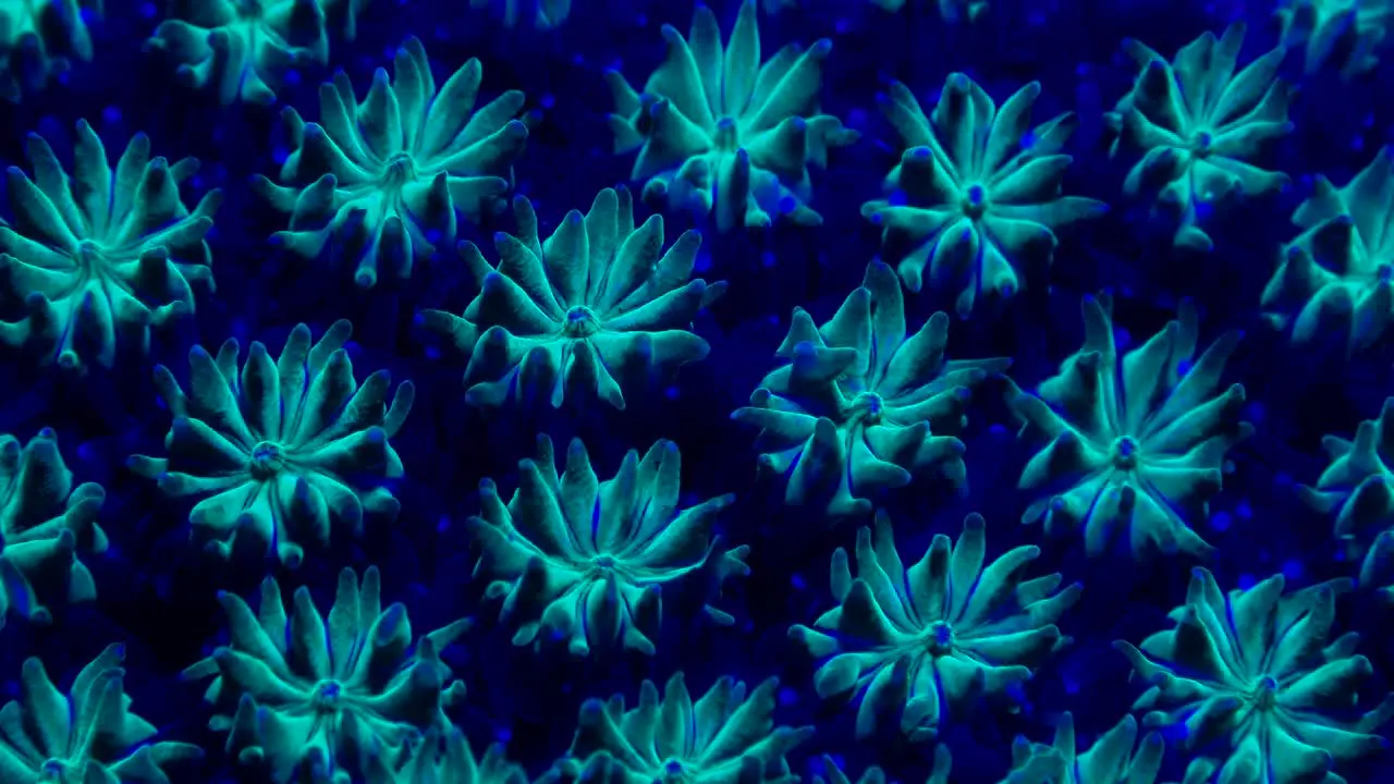 fluorescent blue coral