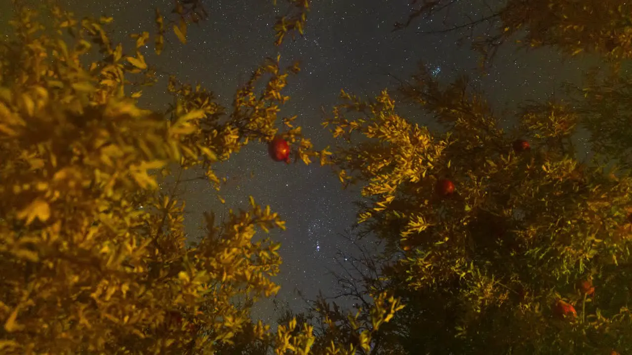 When the Fog comes to my camera lens and make wonderful bokeh blur effect a night sky in Iran Persian pomegranate fruit tree orange leaves in autumn in desert city village town rural area local people