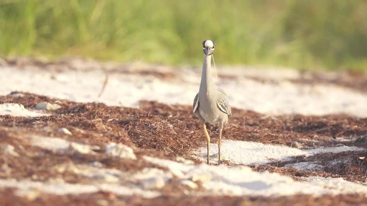 yellow crowned night heron walking on sandy beach coast