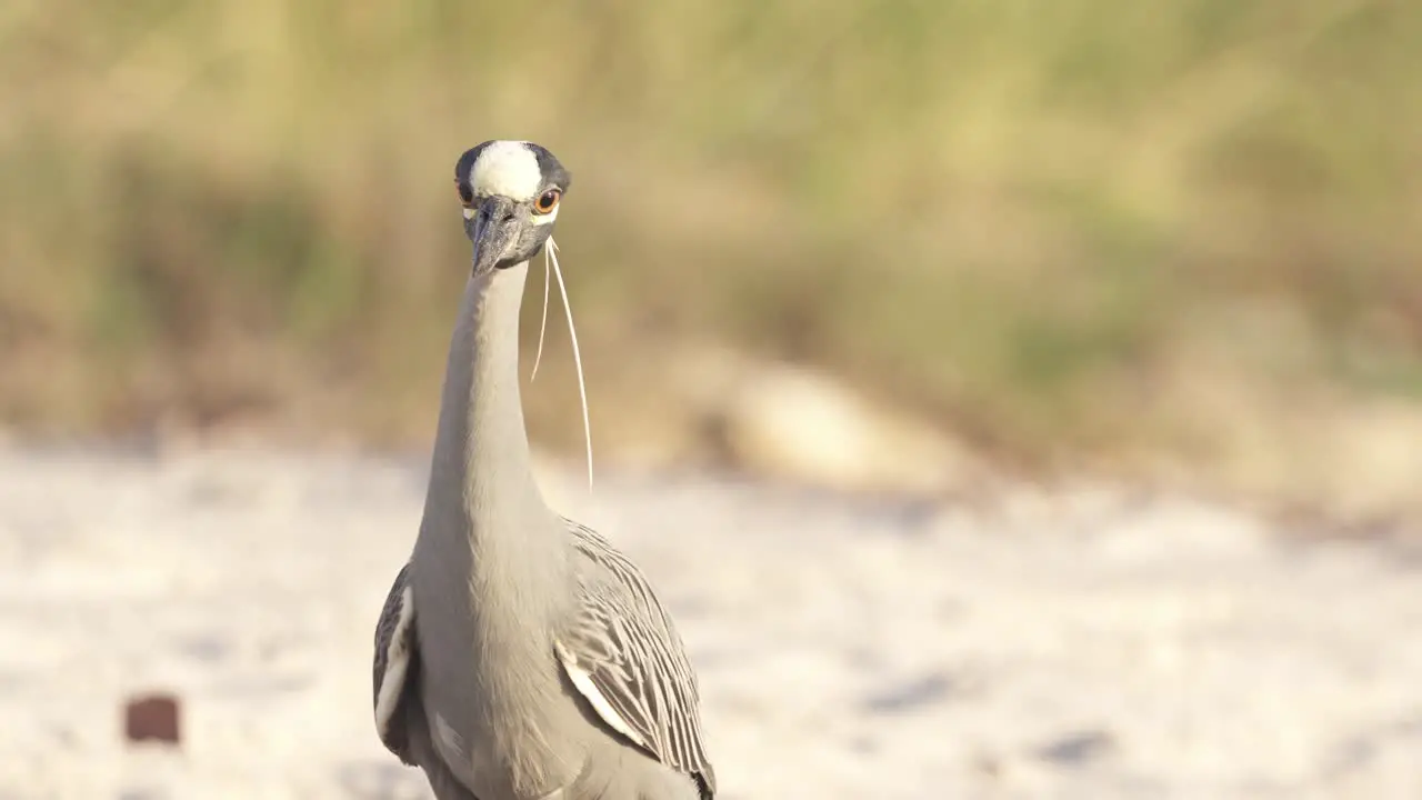 yellow crowned night heron walking on sandy beach coast close up