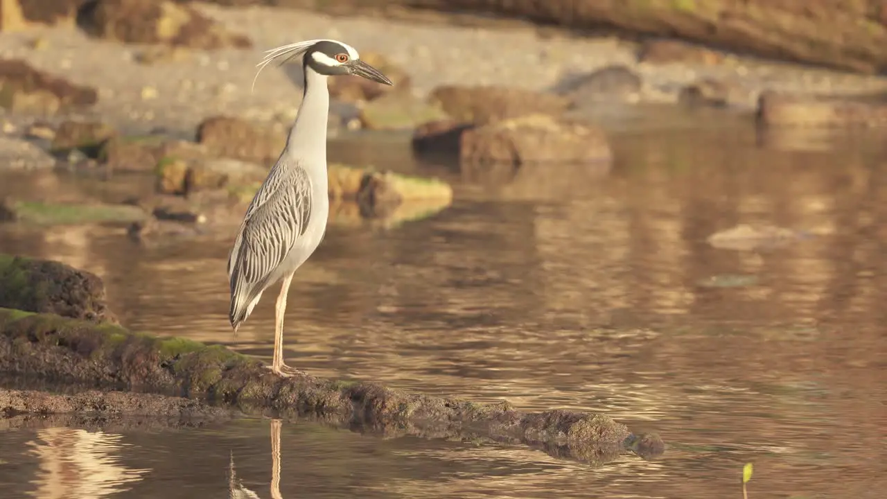 yellow crowned night heron standing on rock by water at ocean beach coast