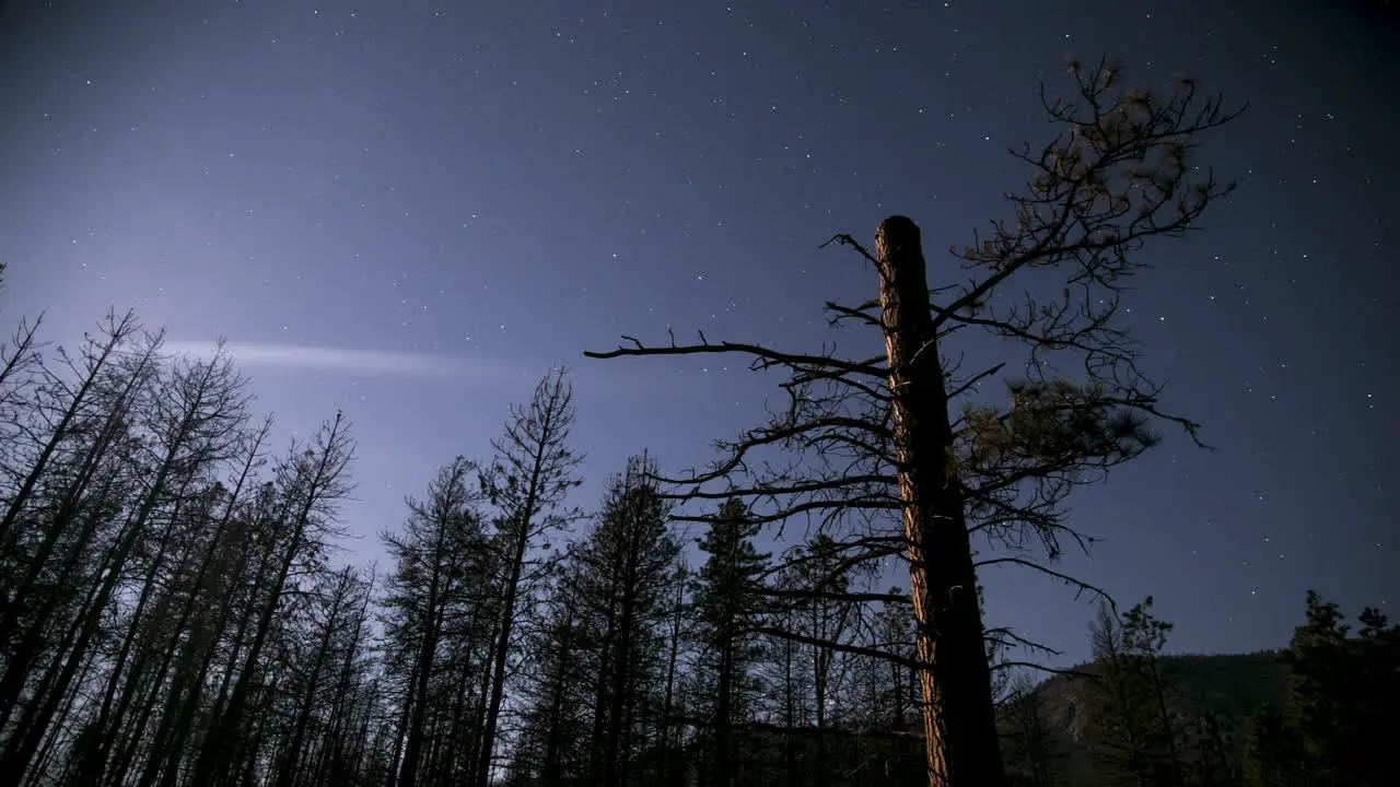 Timelapse of Trees Moon Light Stars Moonless Evening to Morning