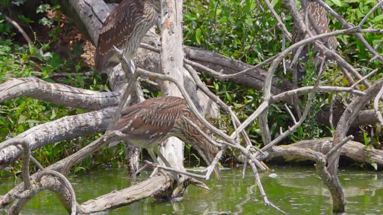 Young Black Crowned Night Heron perched on low lying branches hunting in slow motion