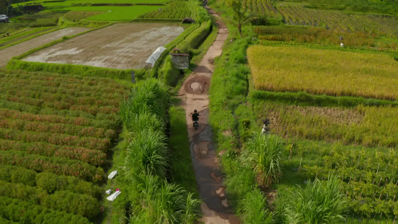 Touristen Fahren Auf Einem Roller Durch Die Tropische Landschaft In Indonesien Luftaufnahme Die Einem Mann Auf Einem Motorrad Folgt Der Entlang Von Reisfeldern Und Palmen In Bali Indonesien Fährt