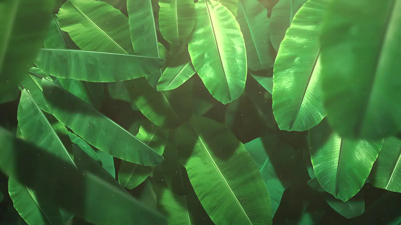 Closeup tropical leaf of trees with summer background 11