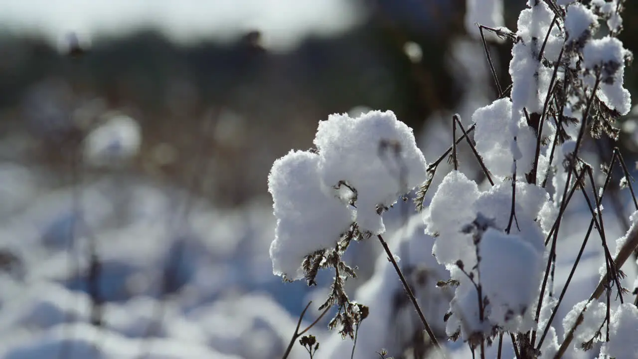 Snowflakes covering dry grass on frozen field sunny winter day Snowy landscape