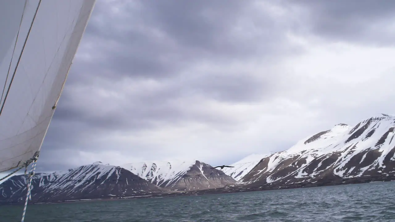 A bird flies next to a yacht as it sails in the Arctic seas