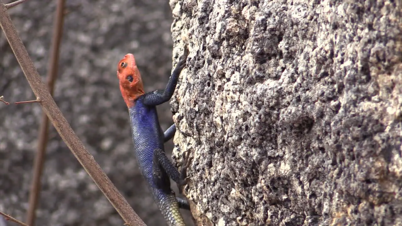 Rock agama on a steep wall watching surroundings head moving slightly close-up shot