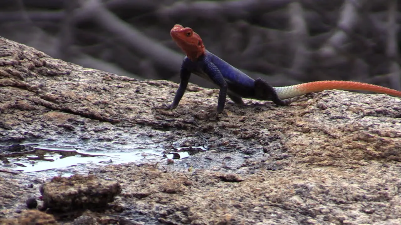 Rock agama at a flat stone with a small puddle in foreground agama nodding repeatedly