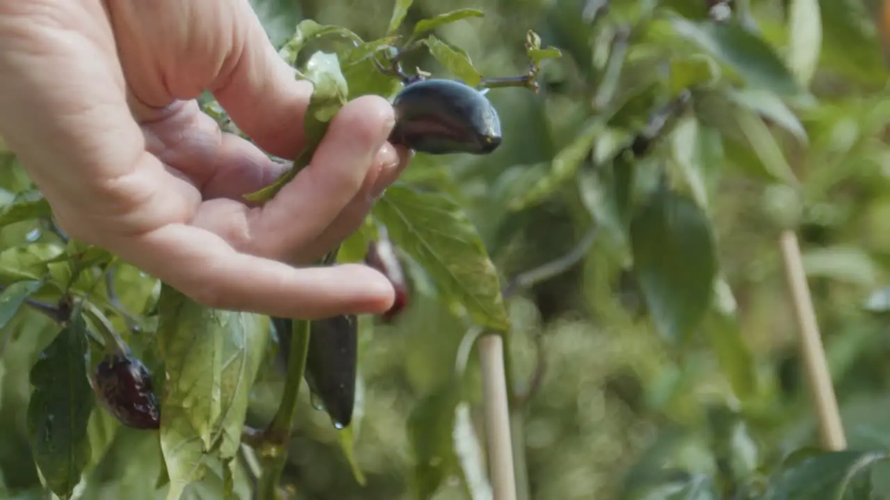 Hand checking a chilli growing in the garden with water droplets on it slow motion