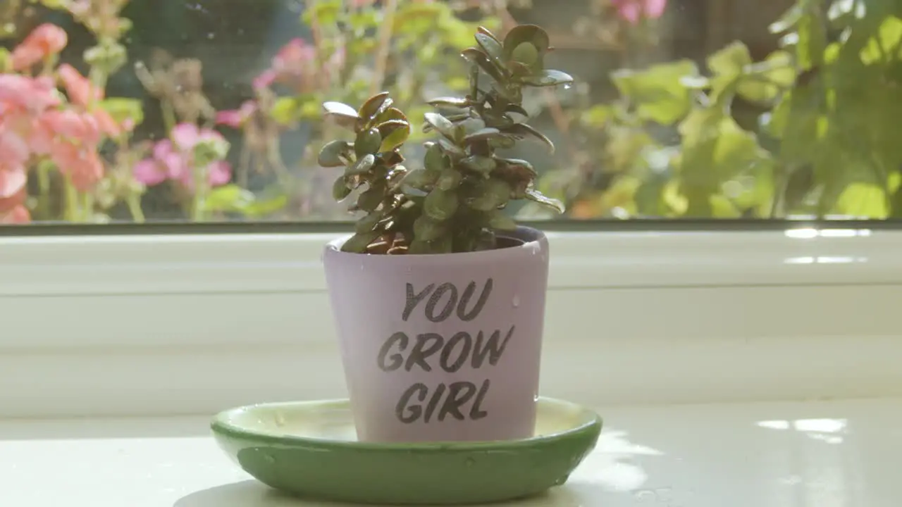 Plant in a 'you grow girl' pot dripping water in slow motion