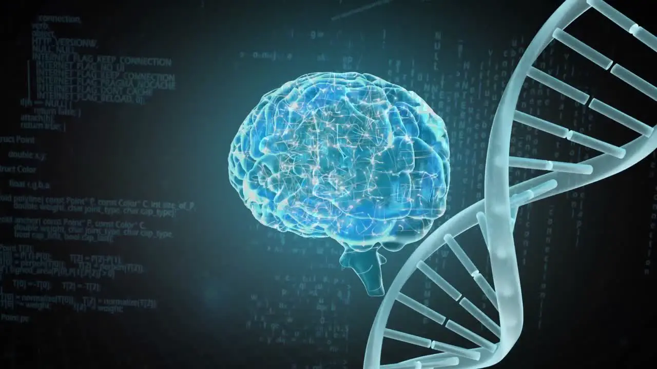 Human brain coding and DNA coding