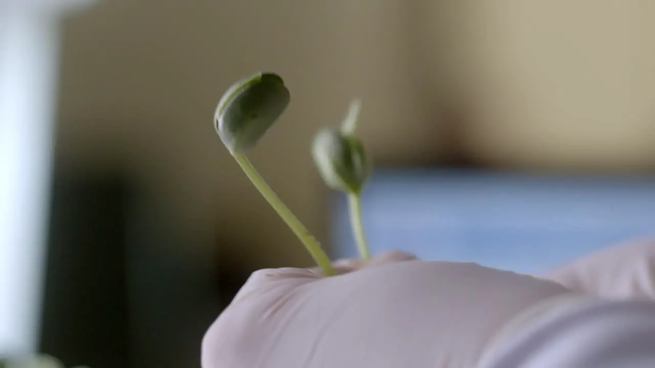 Hand In Gloves Holding Soybean Sprouts In A Laboratory