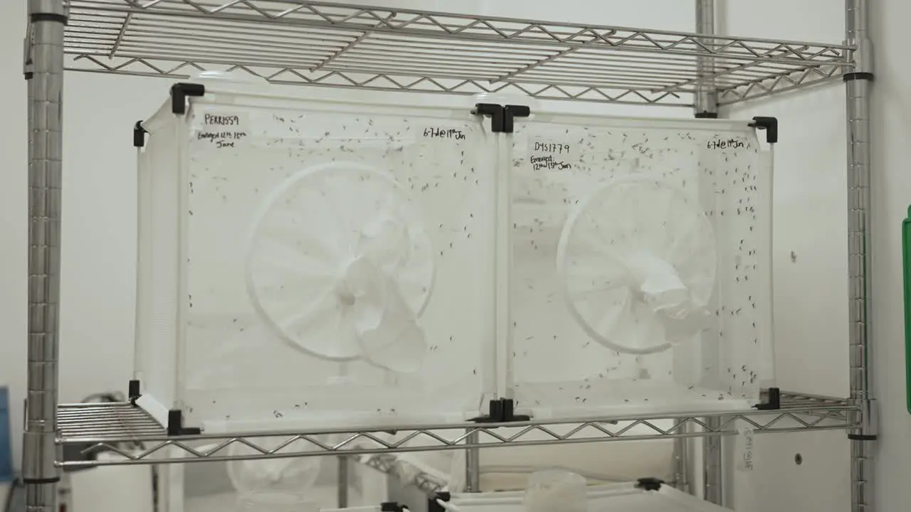 Mosquitos in a laboratory kept in glass and mesh boxes