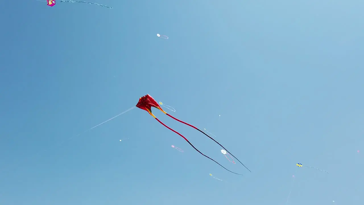 A Huge Red Kite with two Tails