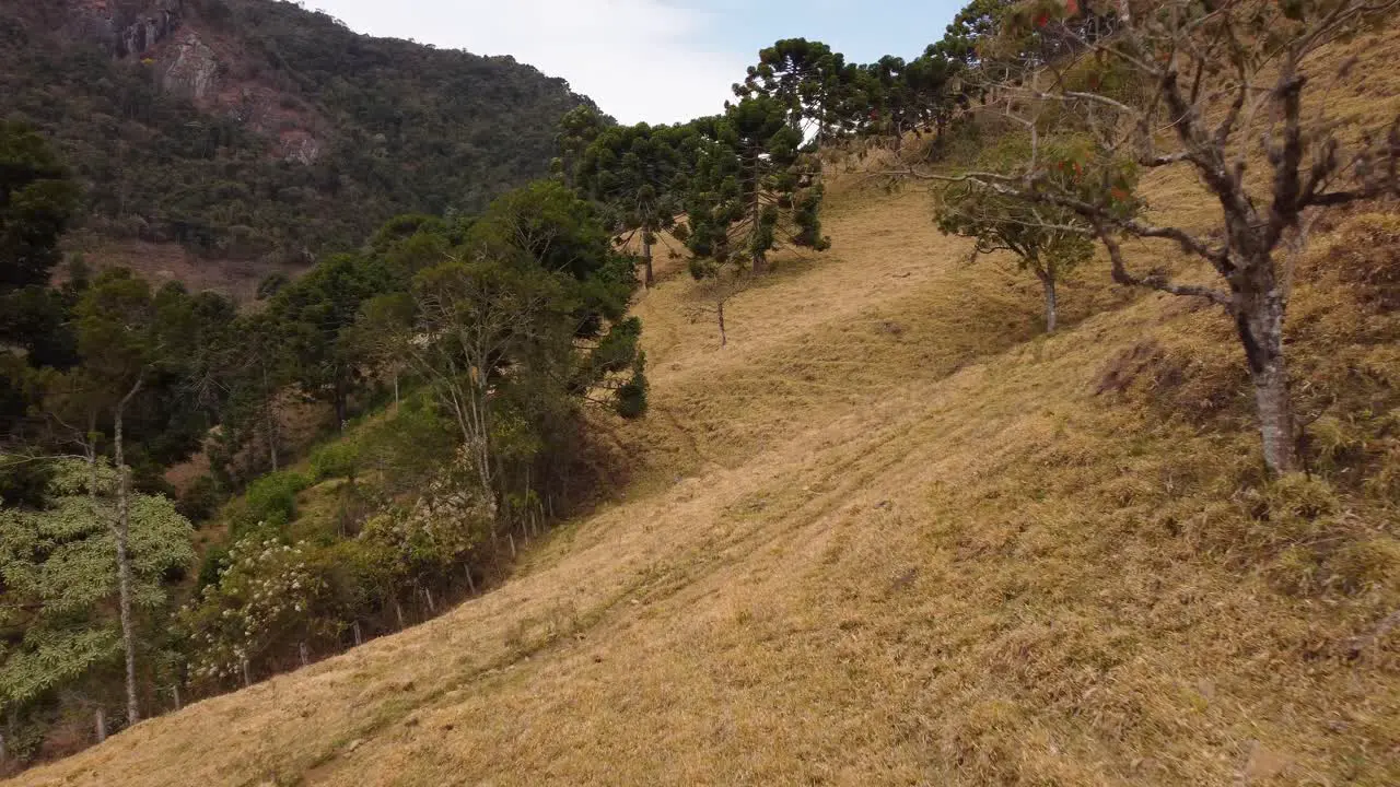 a curvy road climbing up a forested hill in Brazil