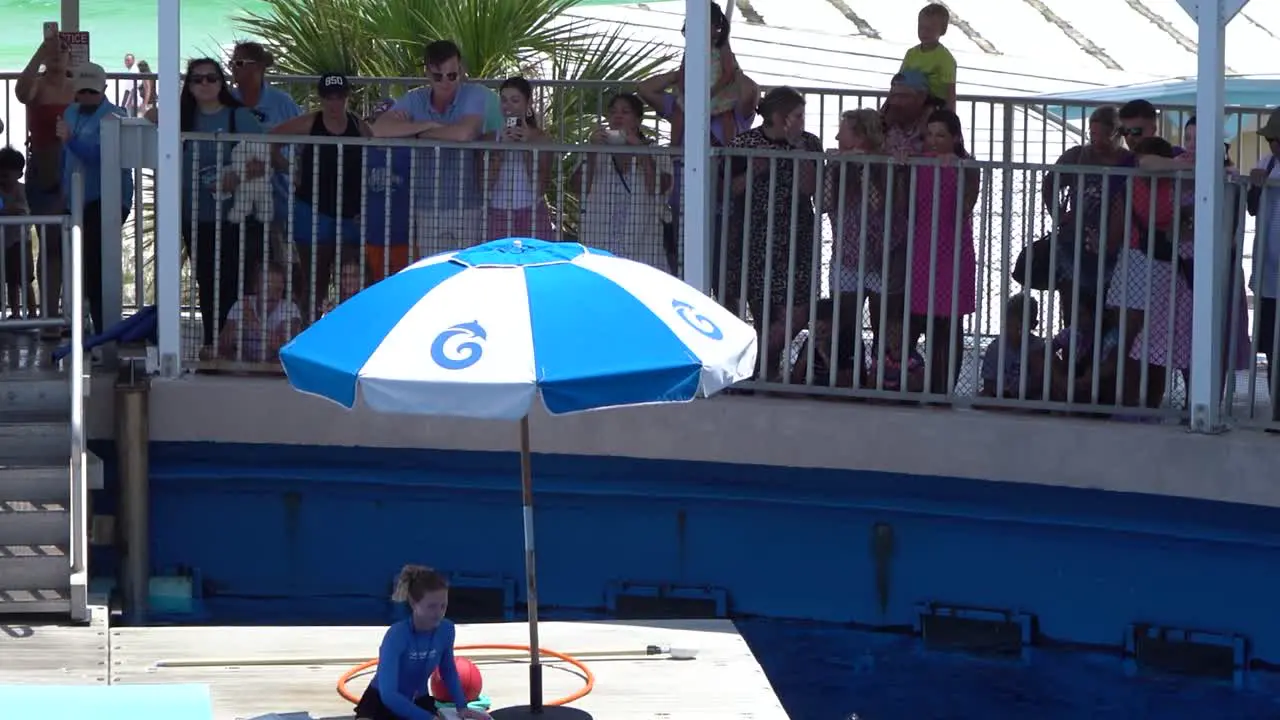 Dolphin jumping in the water during Dolphin show at Gulfarium marine adventure park in Destin fort walton beach Florida USA