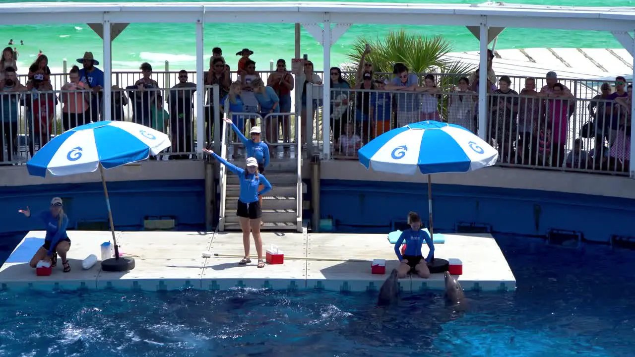 Dolphin jumping through the ring out of the water during the dolphin show in Aquarium