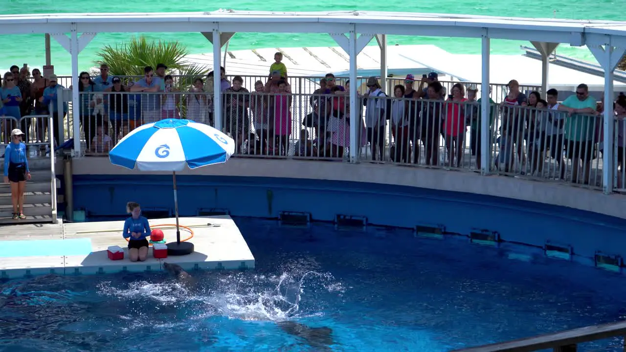 Dolphin show at Gulfarium marine adventure park in Destin fort walton beach Florida USA