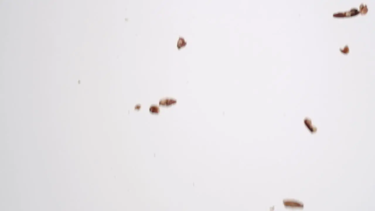 Whole brown roasted and salted pecan nuts raining down on white backdrop in slow motion