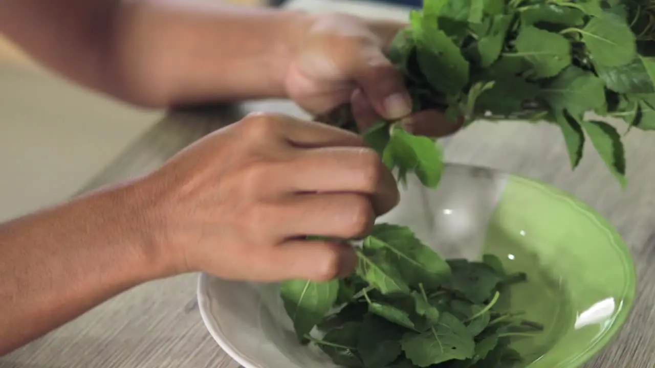 Thai woman is tearing green basil leaves and putting them in a plate preparing for spicy fried chicken with basil leaves recipe