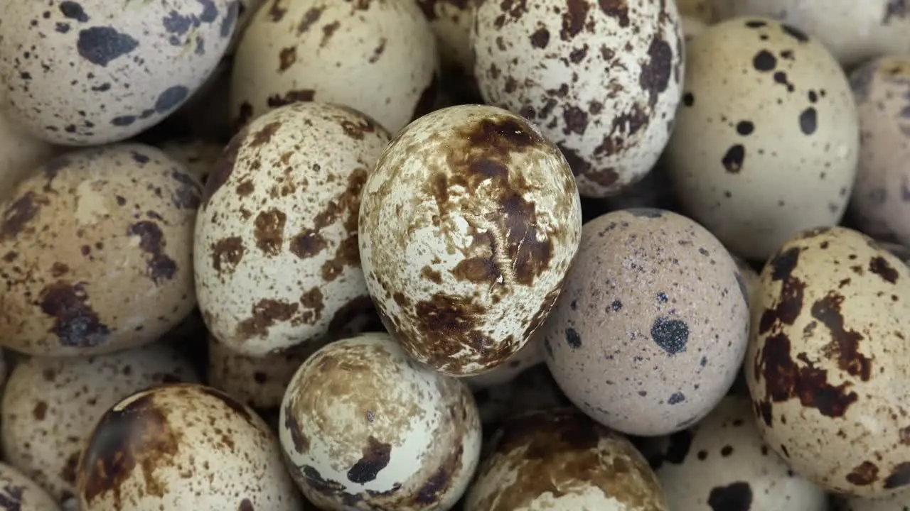 Quail eggs are considered a delicacy in many parts of the world including Asia Europe and North America