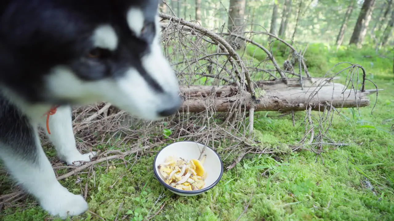 Alaskan Malamute Smelling Mushroom In The Bowl