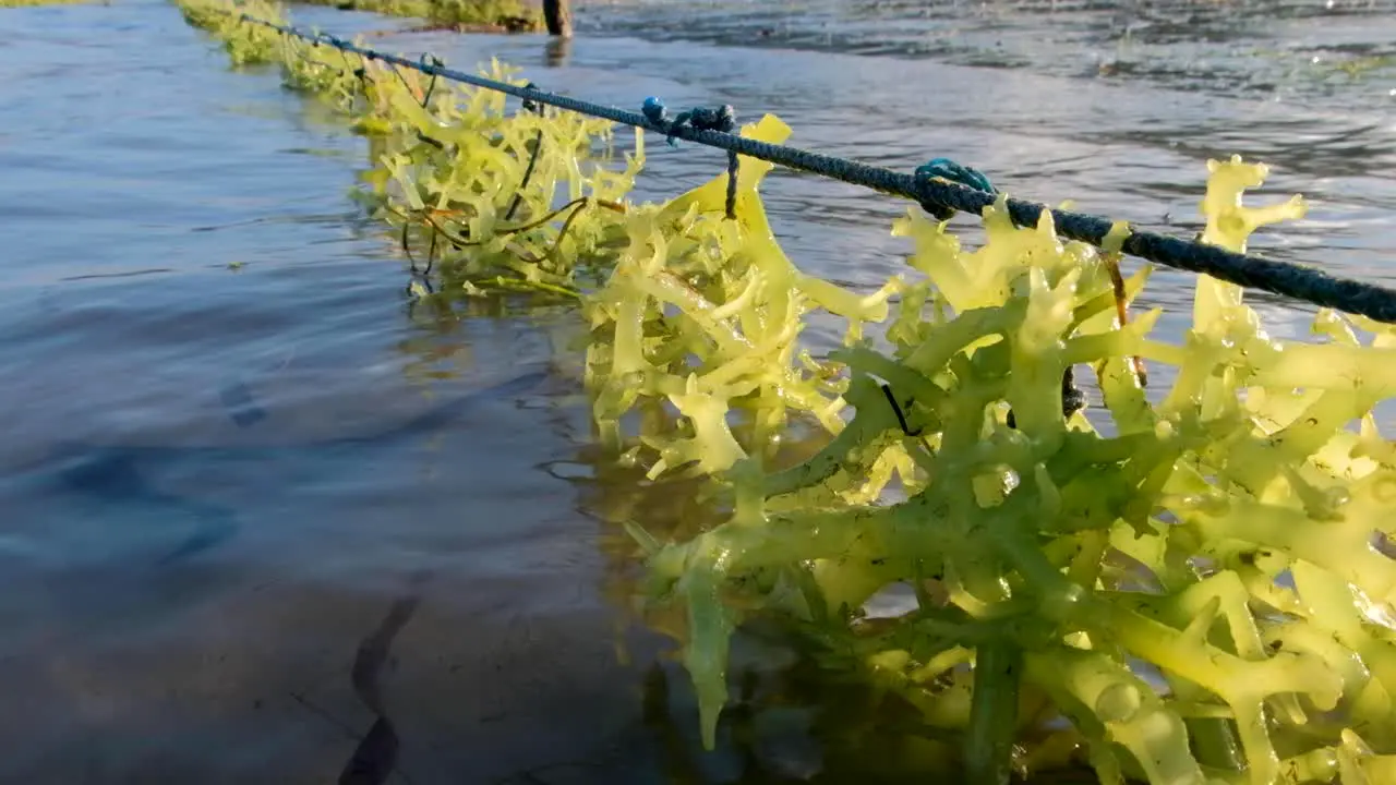 Close up of edible delicious green clumps of seaweed ready for harvest in ocean on tropical island seaweed farm in Southeast Asia