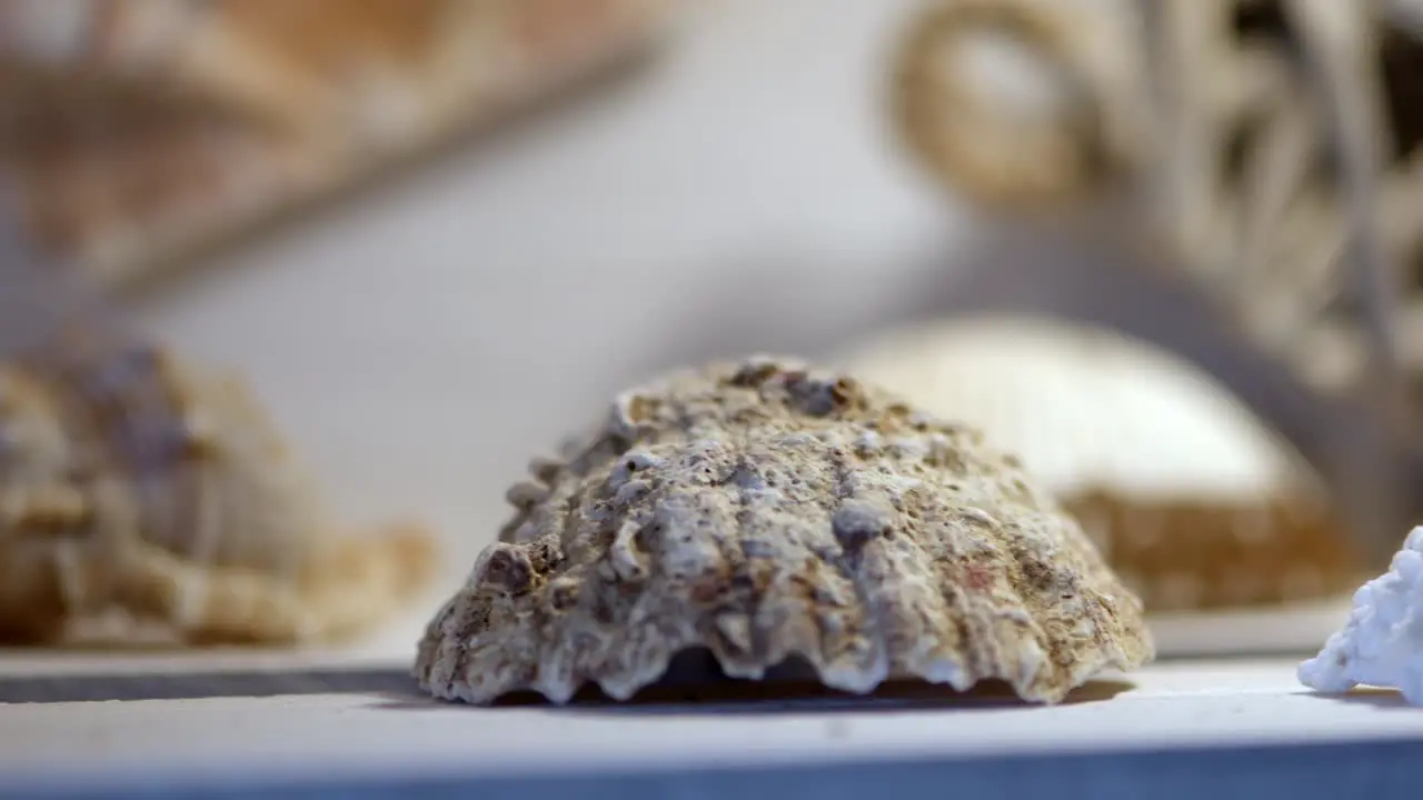 camera pan over decorative shells