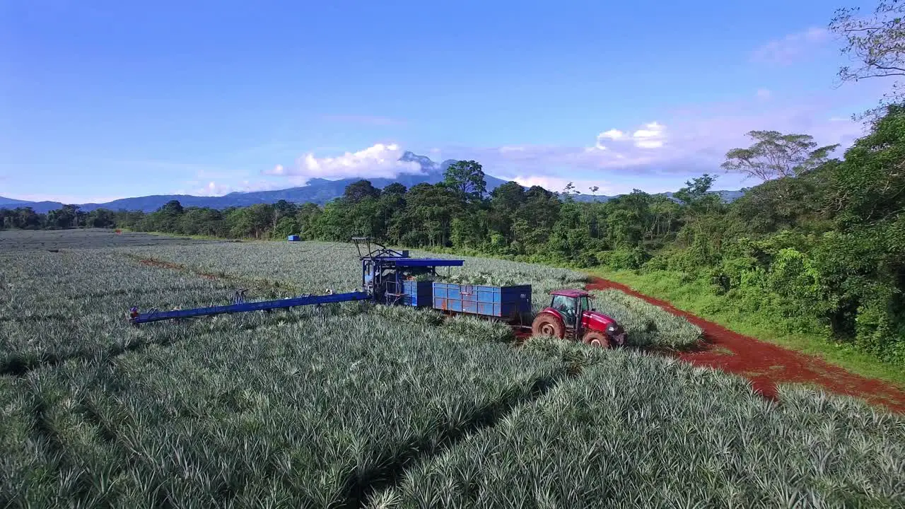 Workers in plantation fields during pineapple harvest aerial forward