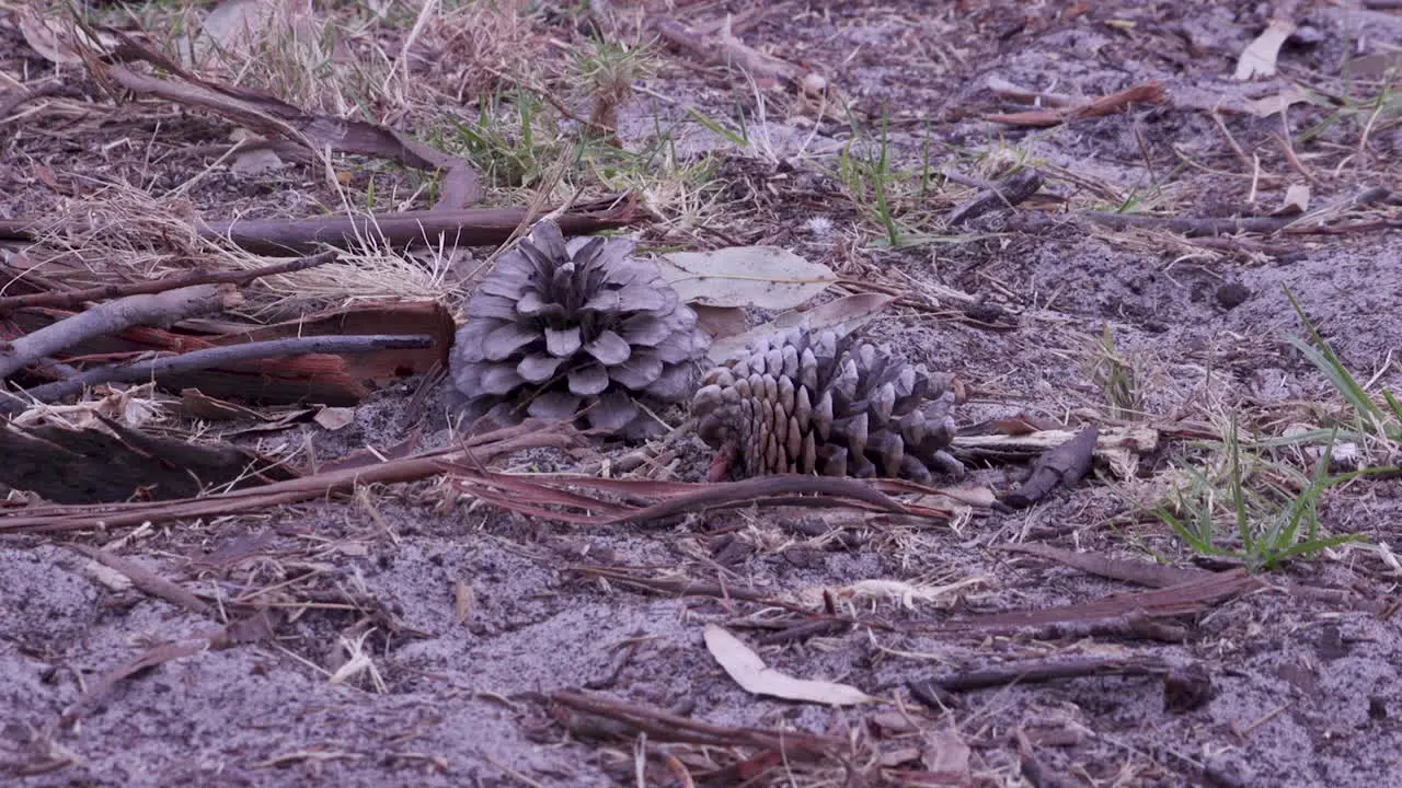 A person walking in the dirt barefooted past a pinecone turning and walking back