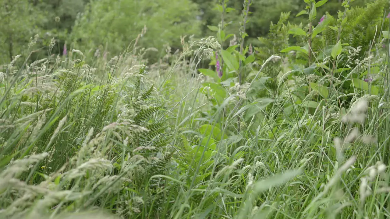 Grasses foxgloves ferns and nettles blowing in the wind slow motion Sony FX30