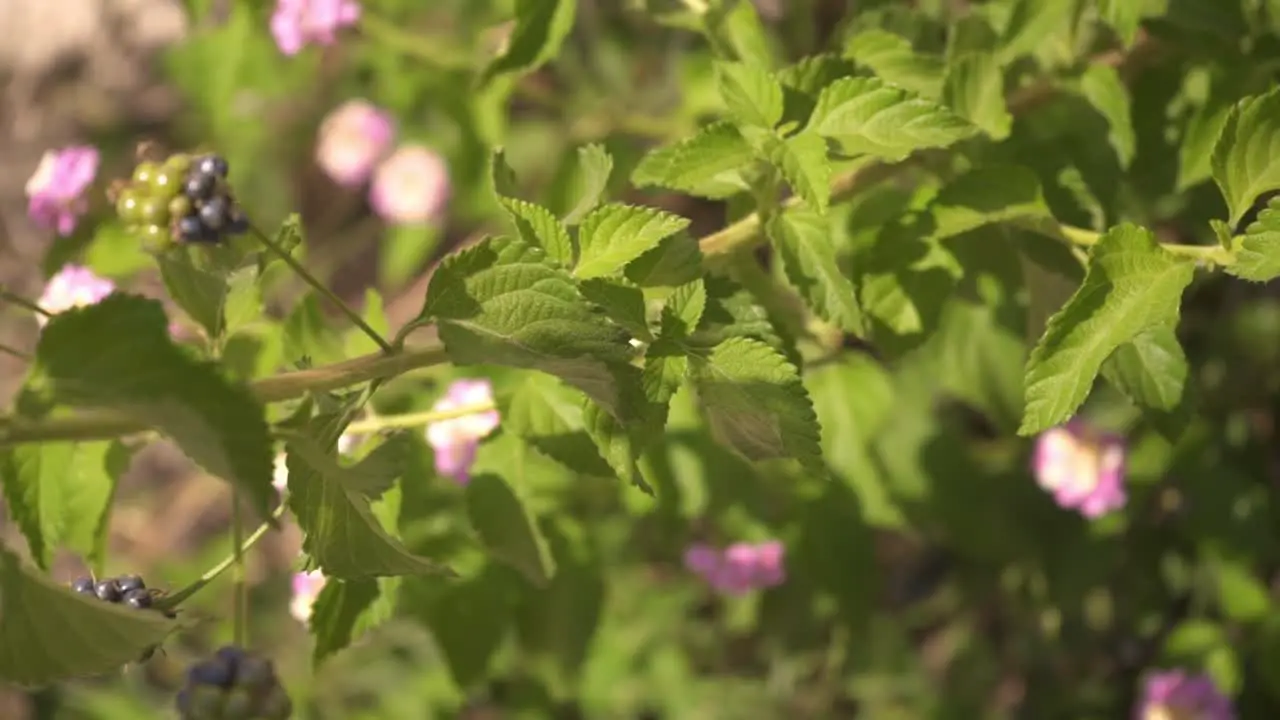 macro shot of a blackberry bush with pink flowers