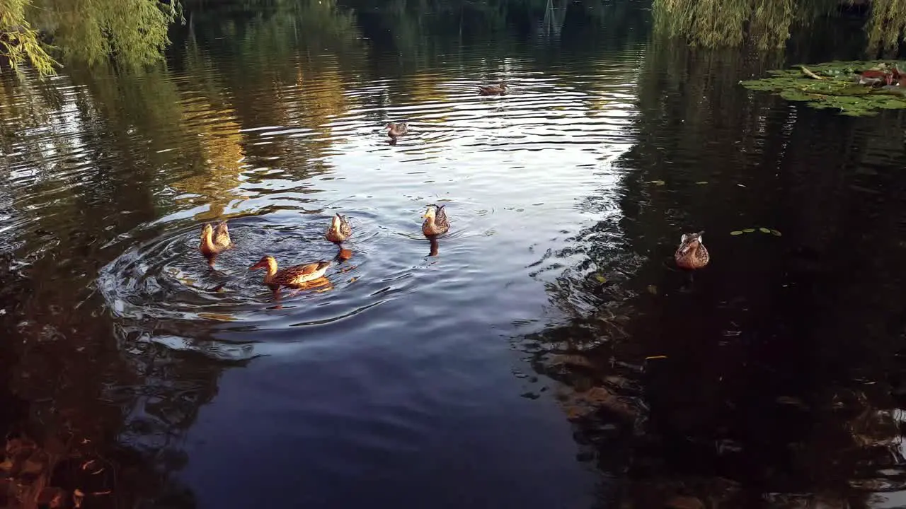 Ducks swimming together on a lake with beautiful leaves and colours 2