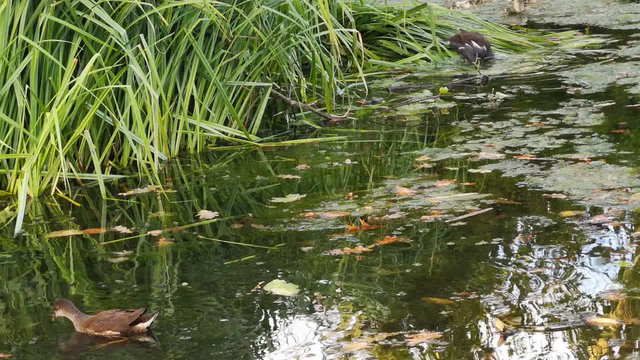 cinematic video of old and wild ducks paddling in the green and murky water in the south of england on a wet and overcast day