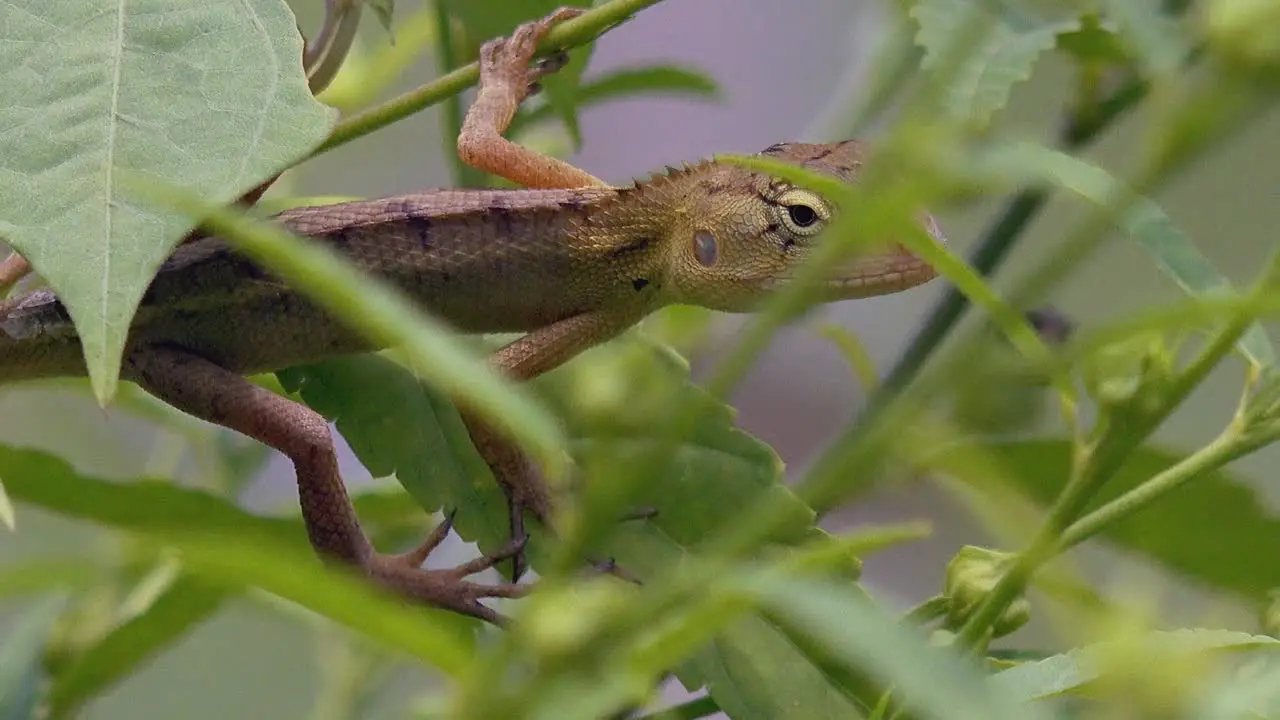 Close Shot of a Lizard Hanging on a Branch