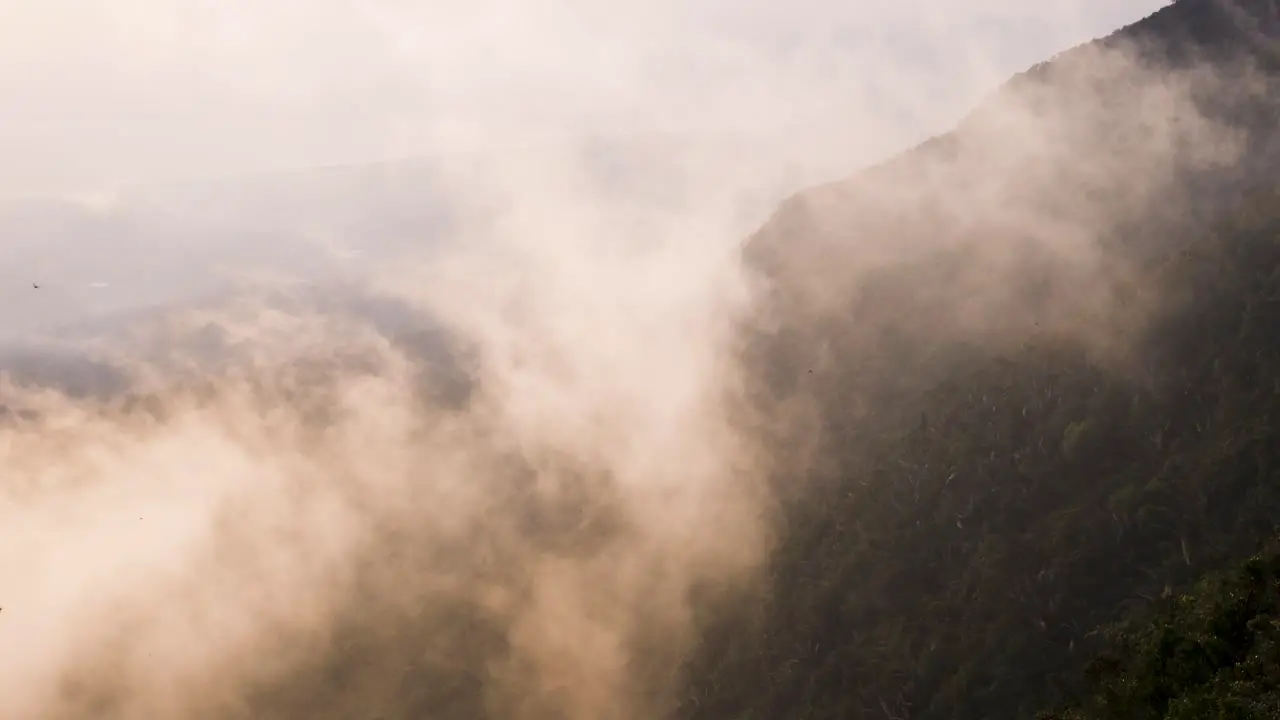 Birds flying through glowing mist fog rising cloud on the side of a tropical rainforest hill during the late afternoon soft sun