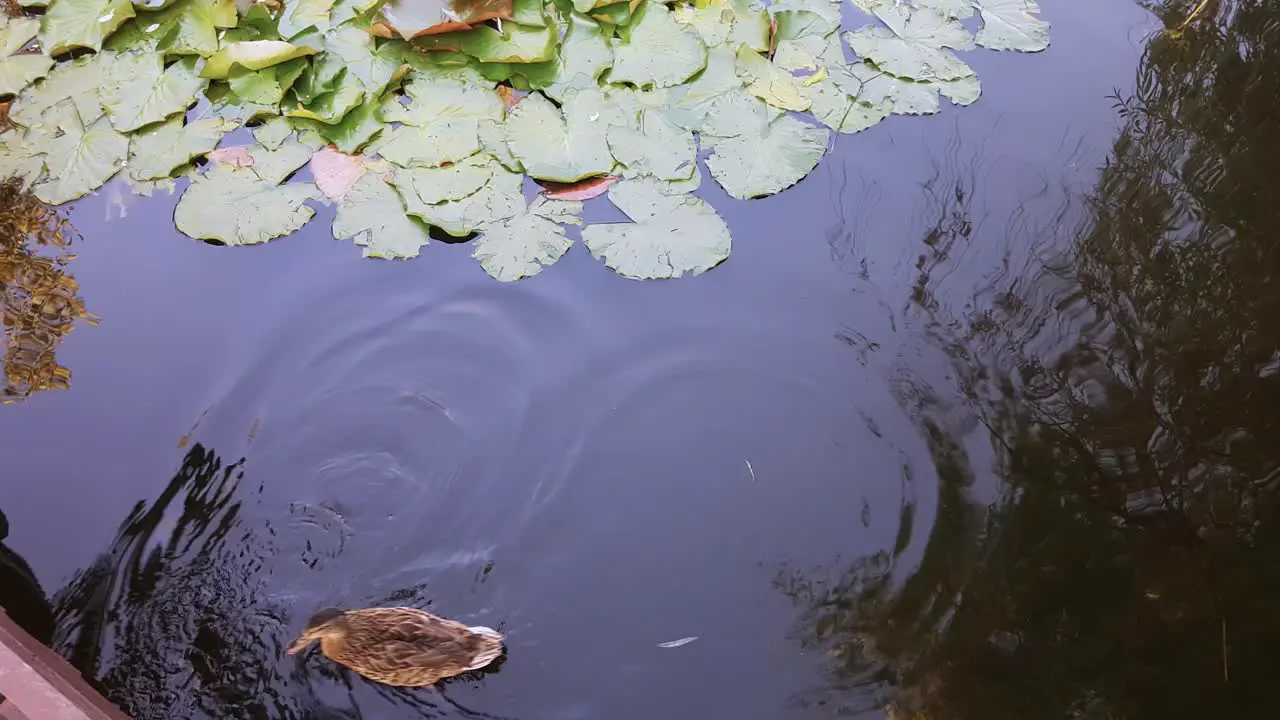 Ducks swimming together on a lake with beautiful leaves and colours