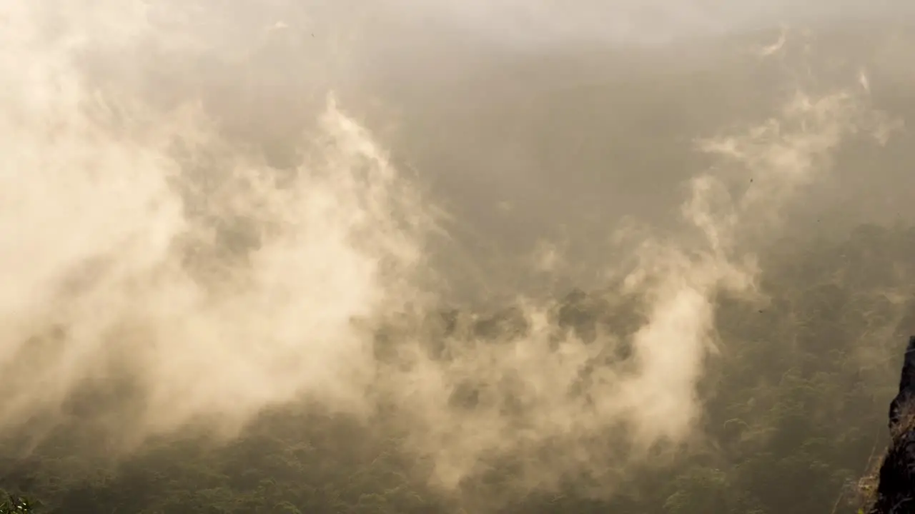 Birds flying through misty foggy rising cloud on the side of a tropical rainforest hill during the late afternoon soft sun