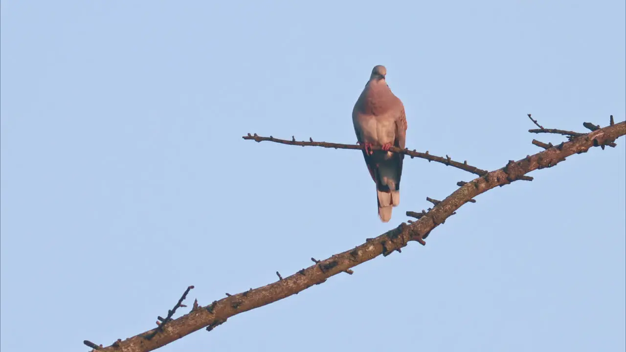 Footage of a singing European Turtle Dove with sound