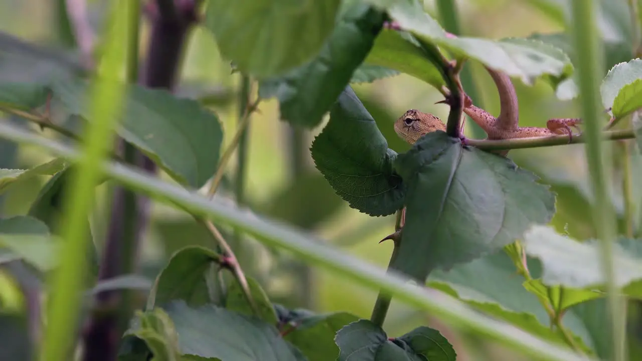 Medium Shot of Lizard Resting in a Bush