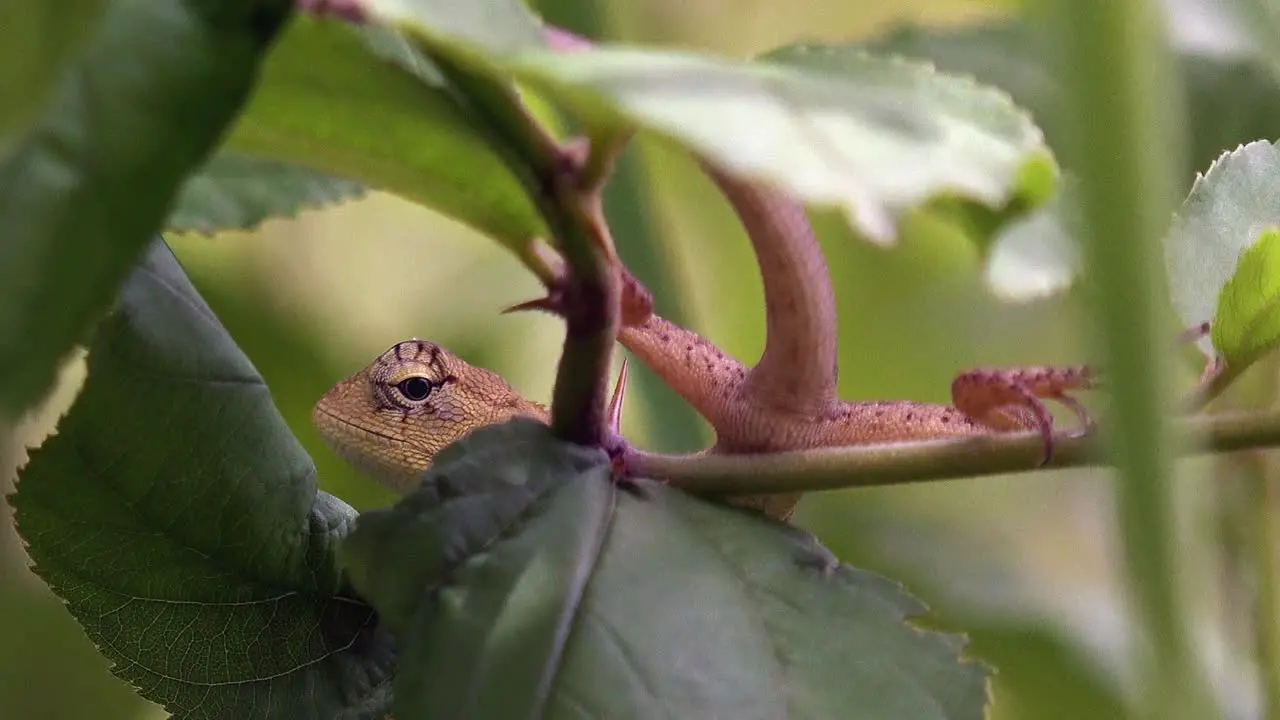 Close Shot of a Lizard Resting in a Bush