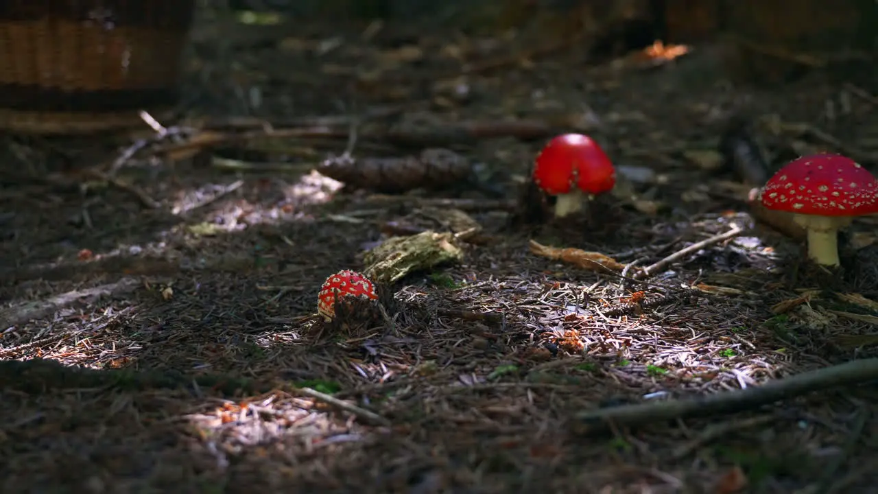 Some little red toadstools on the mossy ground with some sun streaks nearby