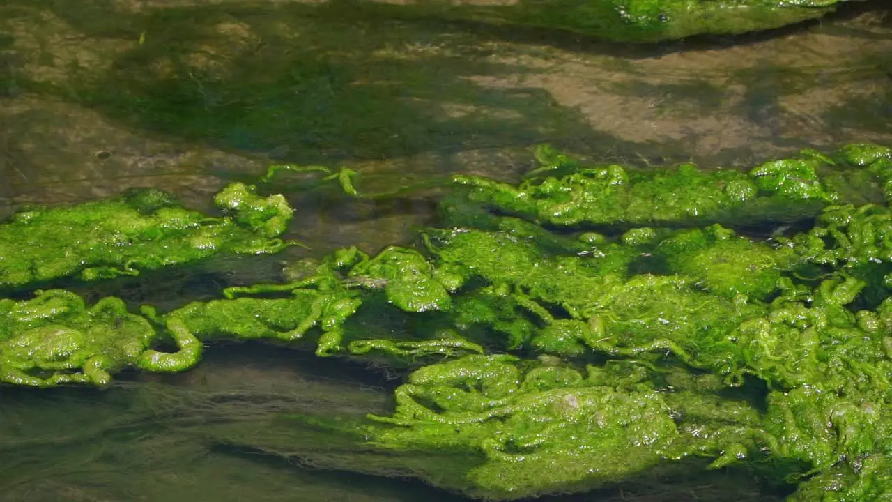 Water flows on a drainage channel filled with algae