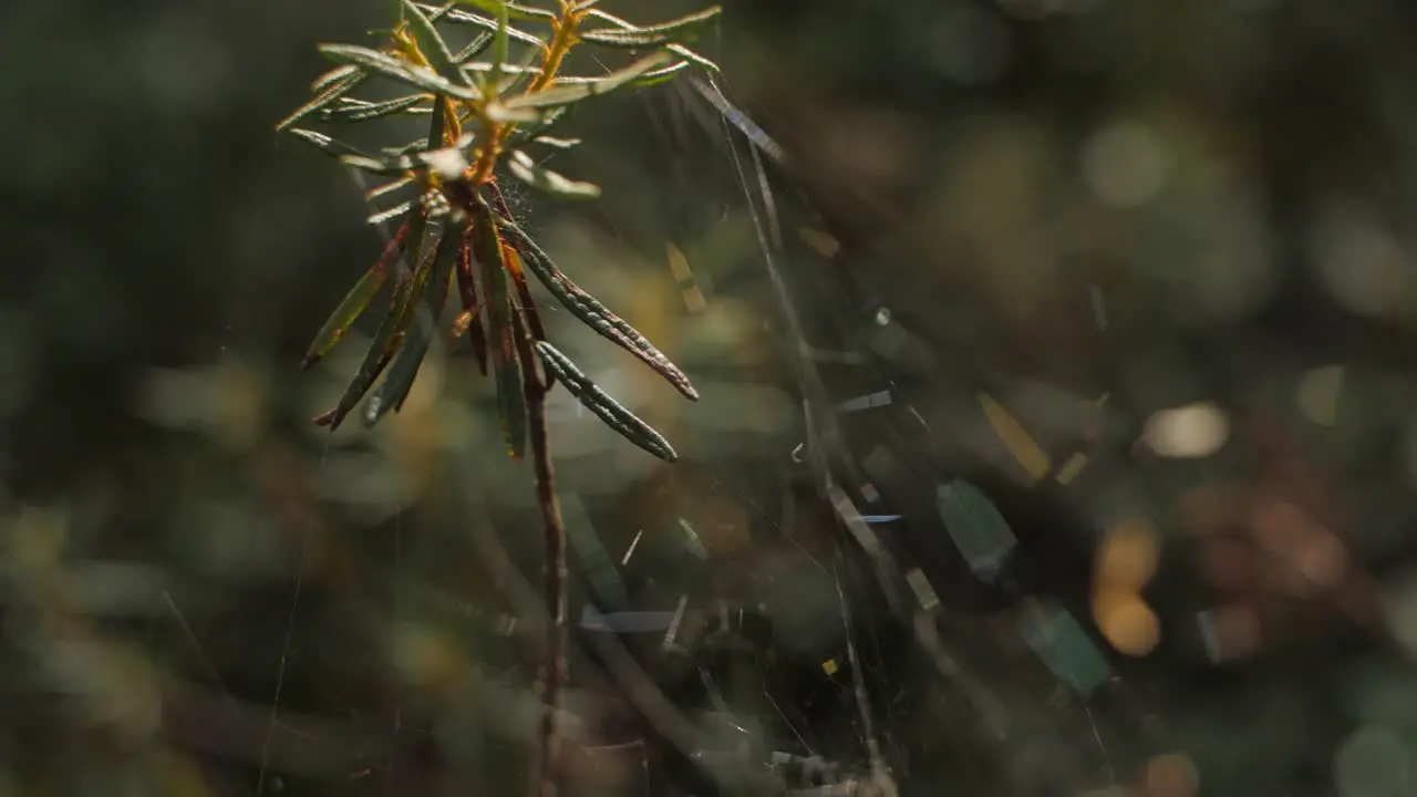 Forest close up plants with a spider net in a dreamy look and blurry background