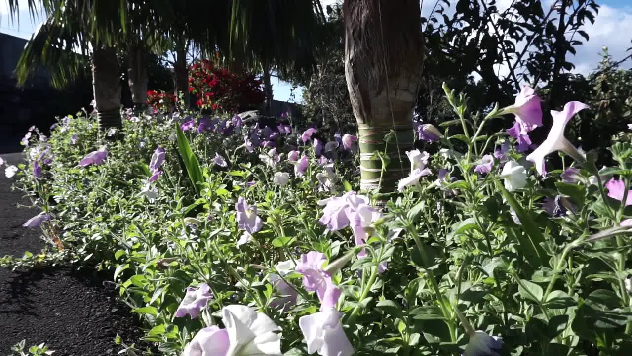 Flowers waving in the wind