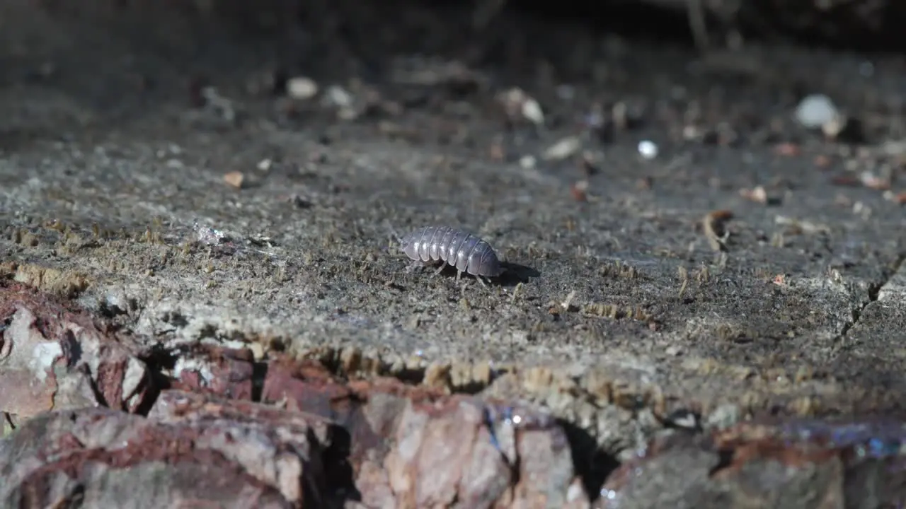 Pill bug walking across log