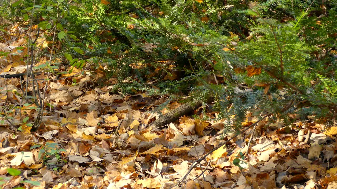 Nervous chipmunk peaks out of pine vegetation on dry leaves forest floor