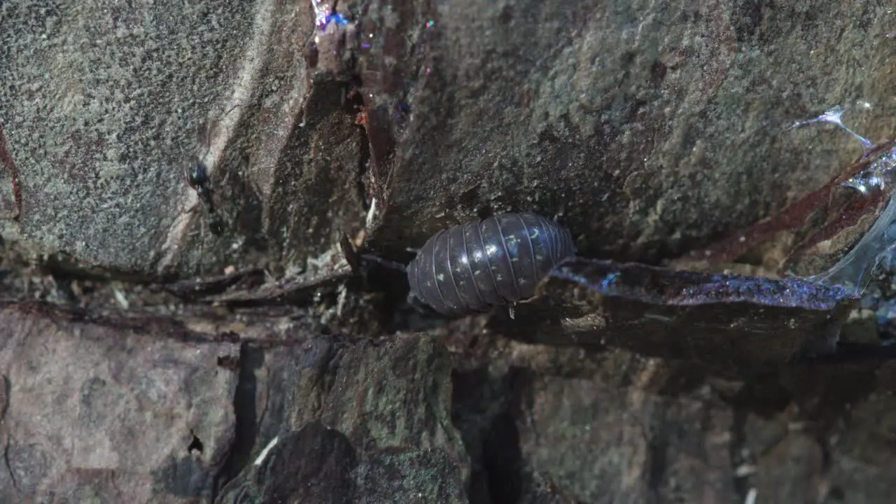 Close up pill bug walking across wood