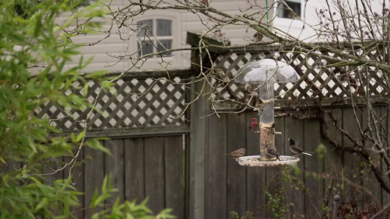 Multiple bird species feasting on a birdfeeder in British Columbia residential neighborhood